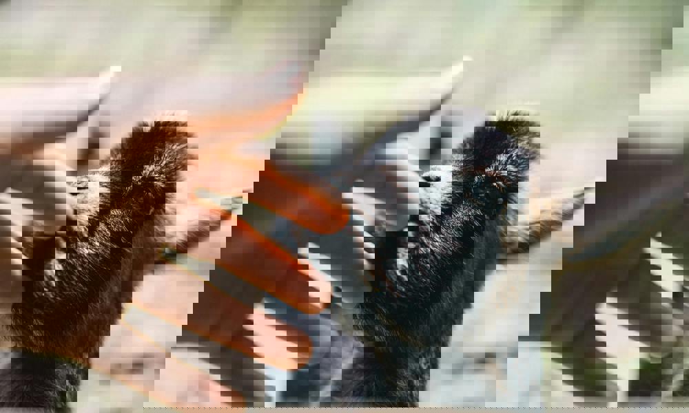 Dyr, etik og filosofi: Er dyr midler eller medskabninger?