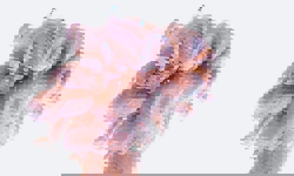 Alle hjerner er forskellige – neurodivergens eller neurodiversitet? (livestream)