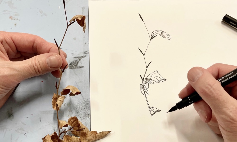 Tegn dig igennem Danmarks flora – med botaniker og illustrator