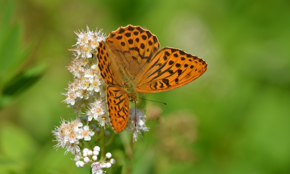 Insekternes fascinerende liv