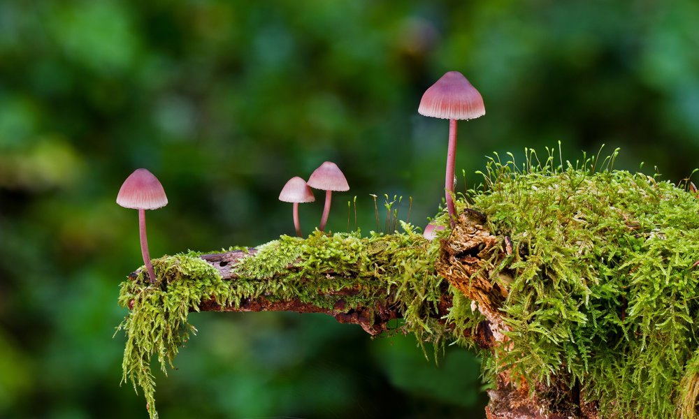 Hvordan svampe kan bidrage signifikant til en bedre verden: klima, sundhed, biodiversitet og mad til mange flere