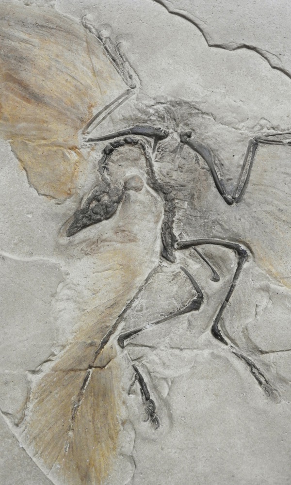 Fuglenes oprindelse og evolution
