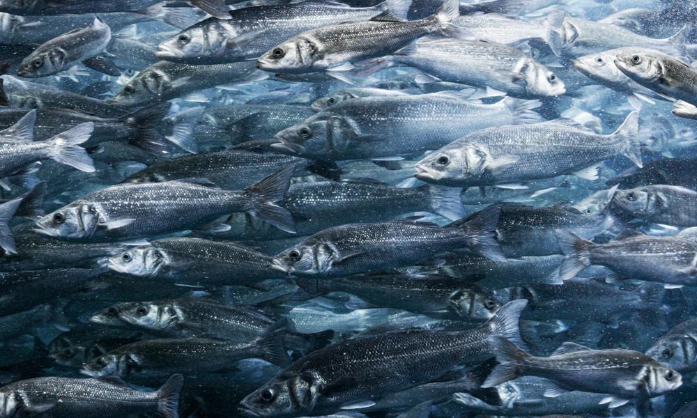 Fiskene i de danske farvande