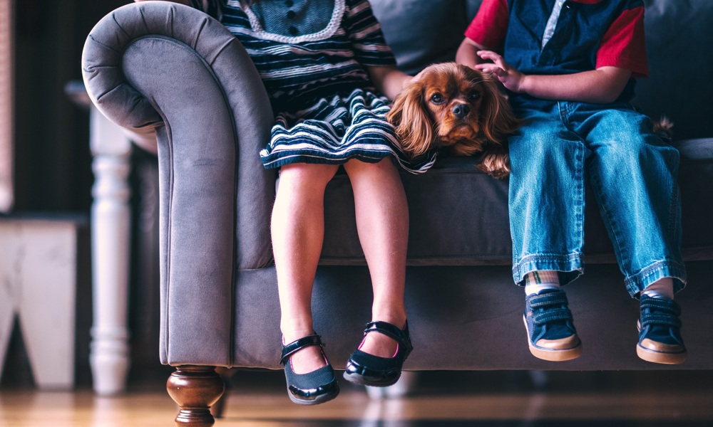 Tag en tænkepause: Hunde